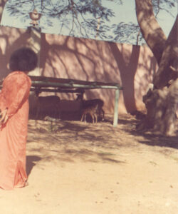 Shri Sathya Sai Baba divine darshan radiant picture