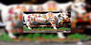 Sacred Kamadhenu divine cow illustration image