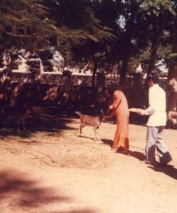 Bhagwan Shri Sathya Sai Baba compassionate blessing portrait image
