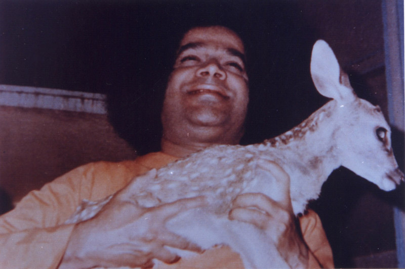 Bhagwan Shri Sathya Sai Baba spiritual discourse portrait picture