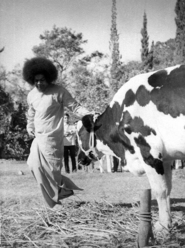 Love That Conquers… 54 sri sathya sai baba old photos with animals delightful collection 6