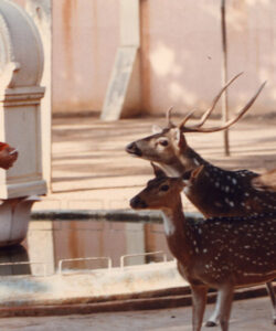 sri sathya sai baba Man in orange robe with deer image