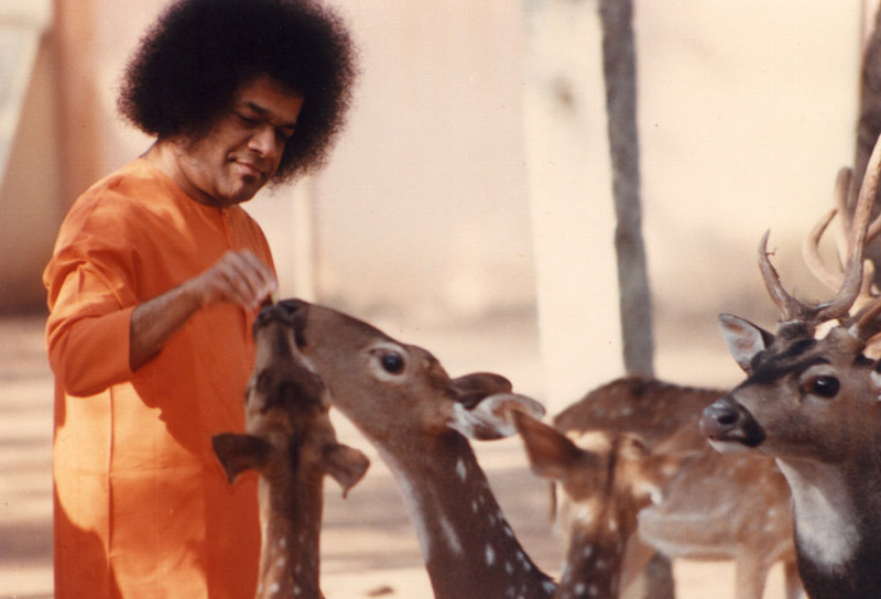 Forms are many God is One 55 sri sathya sai baba pictures with animals delightful collection of old sai photos 12