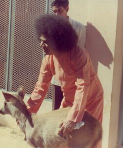 Bhagwan Shri Sathya Sai Baba serene spiritual blessing image