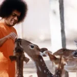 Sri Sathya Sai Baba feeding deer with compassion