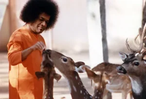 Sri Sathya Sai Baba feeding deer with compassion
