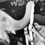 Sri Sathya Sai Baba blessing sacred temple elephant