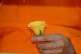 hands holding yellow rose