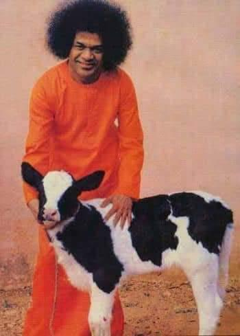 Divine Wisdom of the Cosmic Collection of Sai Avatar